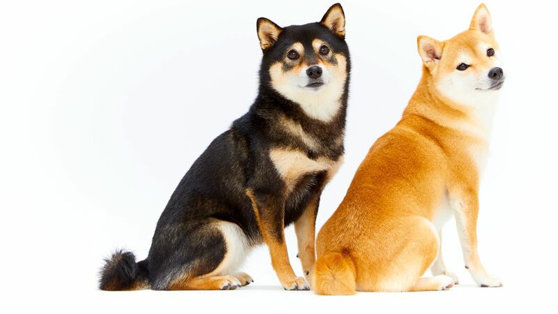 ある動物愛護管理センターに「若い柴犬の引き取り」が多い...その悲しすぎる理由とは（石井万寿美） - 個人 - Yahoo!ニュース