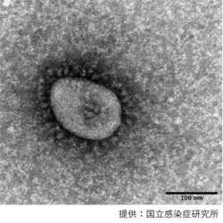 沖縄の第6波から見えてきた重症度の実際：日経メディカル