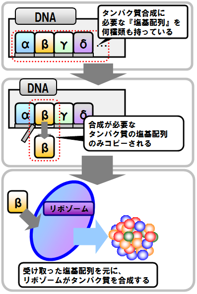 『生命の設計図』とは言うけれど？（DNAとタンパク質の合成）