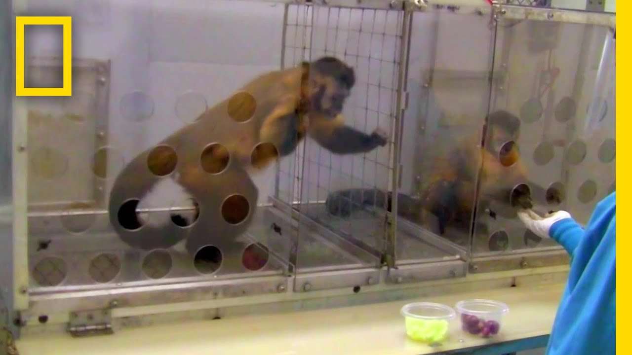 動物も不公平を感じると怒ります | 脳トリック - YouTube