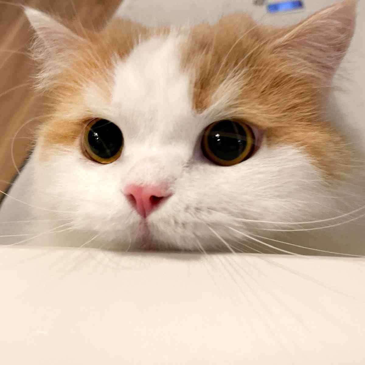 2022年2月22日はスーパー猫の日