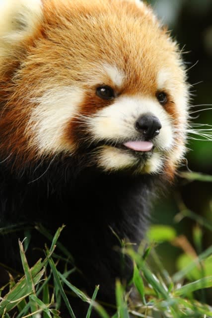 全日本舌しまい忘れ協会 ガルちゃん支部 2022