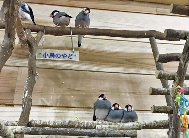 「引き取らないなら捨てる」「SNSのネタにならない」身勝手な飼い主の増加、700羽を保護する鳥の保護団体の悲鳴