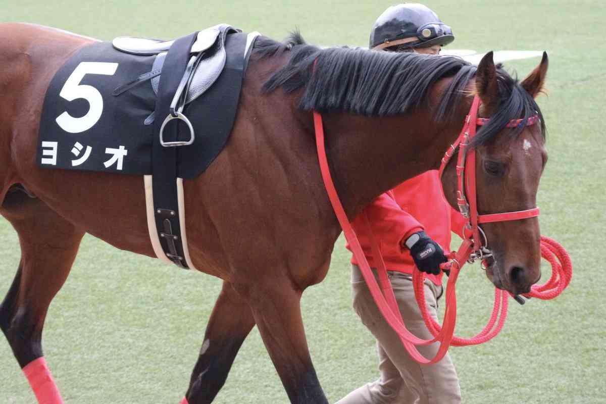 競走馬のユニークな名前