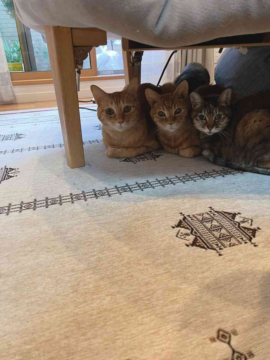掃除のためにこたつ布団を上げてたら『こたつを早くもとに戻せの会』が結成されてた「非猫道的な扱いに抗議」
