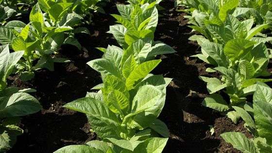 ストレスを受けた植物は「超音波の悲鳴」を上げていると研究で判明 - GIGAZINE