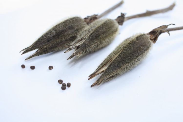 誤解の多い「自家増殖（自家採種を含む）の原則禁止」の意義と反対の理由｜種苗法改正のポイント | minorasu(ミノラス) - 農業経営の課題を解決するメディア