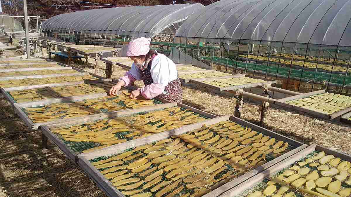 サツマ苗などの自家育成が許諾必要に 《邑から日本を見る》104