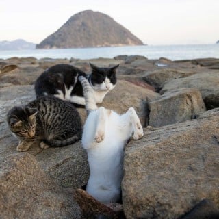 「どうしてこうなった…？」“必死すぎるネコ”の姿に反響、裏側に猫写真家の奮闘と愛「地域猫の世話をする人に喜んでもらいたい」