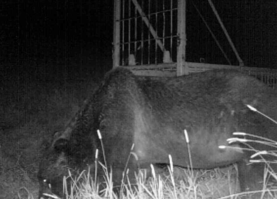 北海道「超巨大ヒグマ」の衝撃…ヤバすぎる「戦闘能力」に住民は恐怖で震えた