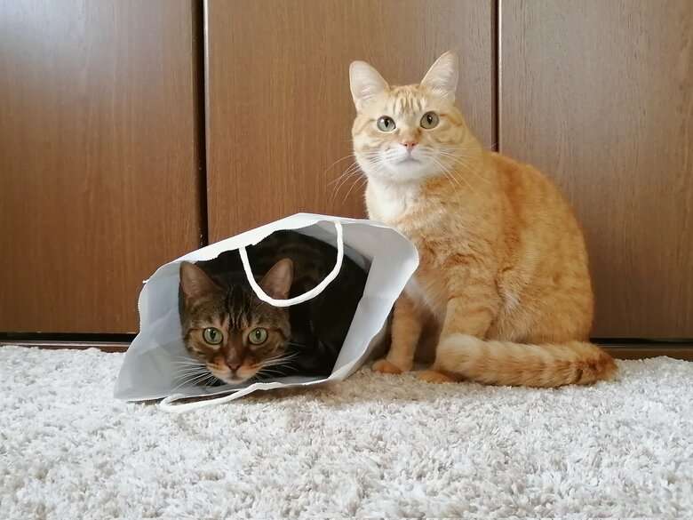 「もう少しおいしそうに食べて」猫2匹の“渋すぎる”表情が話題…なんでこんな顔？飼い主に聞いた