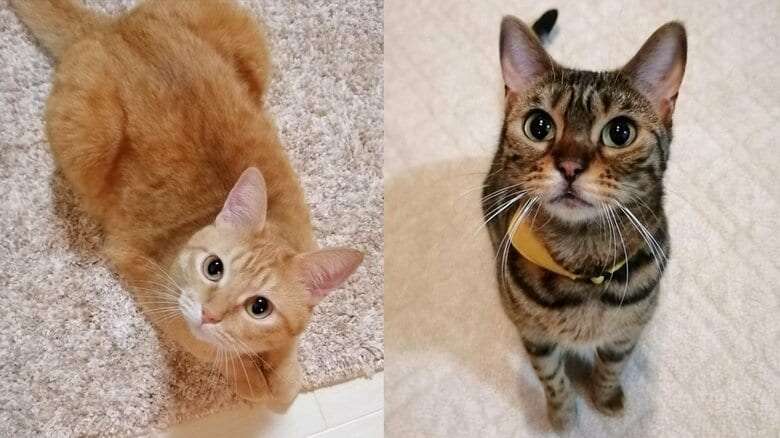 「もう少しおいしそうに食べて」猫2匹の“渋すぎる”表情が話題…なんでこんな顔？飼い主に聞いた
