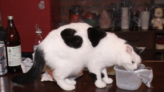 2022年2月22日はスーパー猫の日