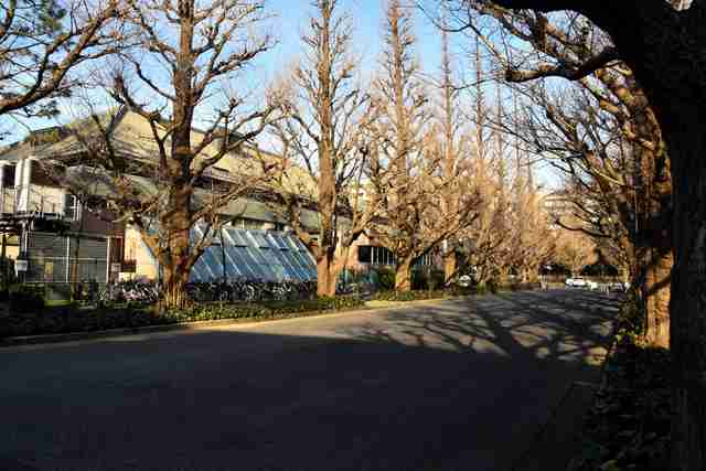 伐採対象の木971本 神宮外苑再開発計画案、都審議会が承認