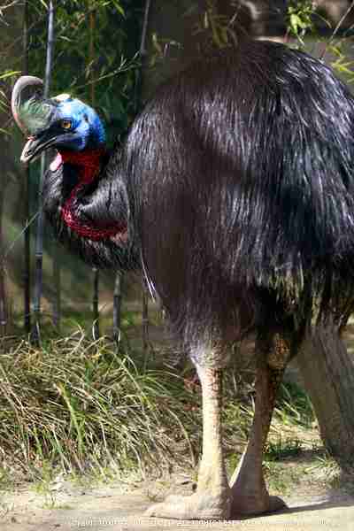 古代ワニの最後の晩餐は恐竜だった。化石からその捕食行動が明らかに