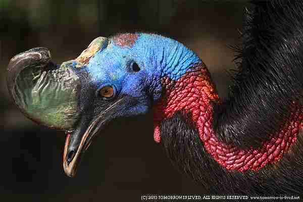 パプアヒクイドリ | ANIMAL SPIRIT