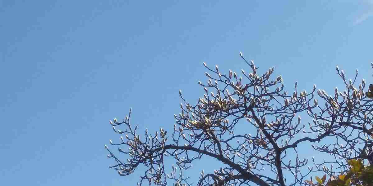 インフルエンザはどこへ行った？実は今、インフルエンザ検査はしてもらえないという情報。新型コロナウィルスもインフルエンザウィルスも実は存在しない？テレビに出ないSNS情報（更新中） - 豊かな人生ってなんだろな？