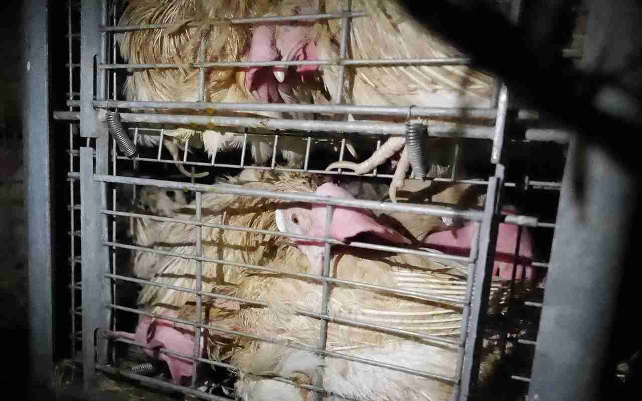 鶏を殺す補助金制度変更で、大手鶏卵企業は多額の金を得る| 畜産動物たちに希望を Hope For Animals｜鶏、豚、牛などのアニマルウェルフェア、ヴィーガンの情報サイト