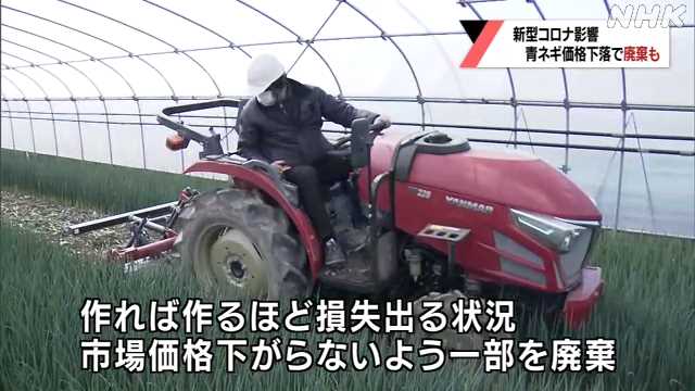 コロナ禍で青ネギの価格下落 収穫を迎えたネギの一部廃棄も｜NHK 山口県のニュース