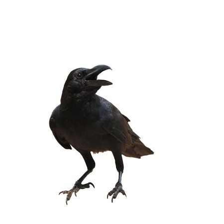 【訂正記事】カラスじゃありませんでした。かわいいヒナ画像はカラスでは無かった！※拡散希望！ : とりまとめ