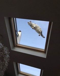 一瞬我が目を疑うような画像を貼るトピ