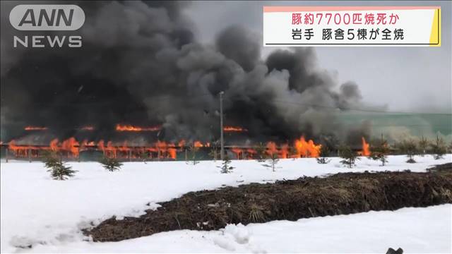 豚約7700匹焼け死ぬ　豚舎5棟が全焼　岩手・八幡平市｜テレ朝news-テレビ朝日のニュースサイト