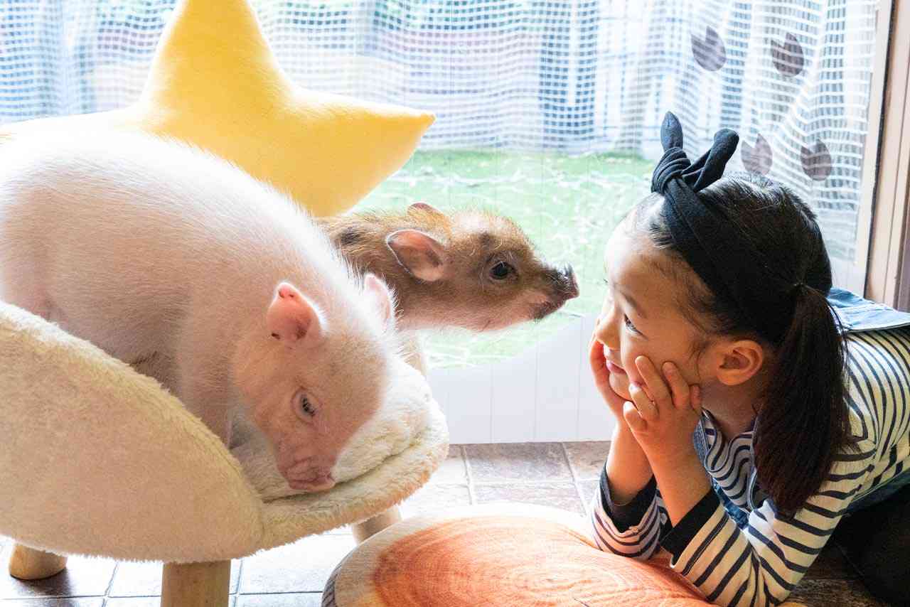 ペット界で人気急上昇！「マイクロブタ」にハマる人が続出、人気の秘密は犬猫をしのぐ“人懐っこさ” | 週刊女性PRIME