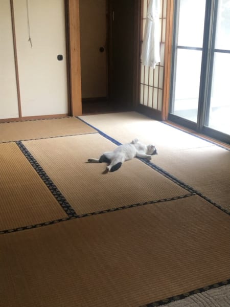 ボルト君の寝相はもはや人間！　動物行動学の専門家に聞く「この寝相は猫にとって進化なのか退化なのか」