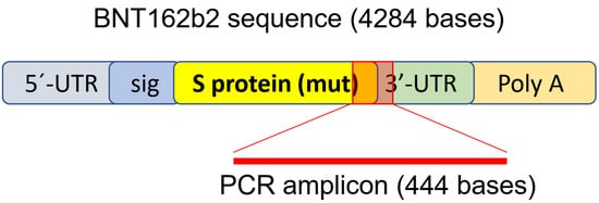 CIMB | Free Full-Text | Intracellular Reverse Transcription of Pfizer BioNTech COVID-19 mRNA Vaccine BNT162b2 In Vitro in Human Liver Cell Line