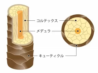 【ヘアケア】キューティクル強化部