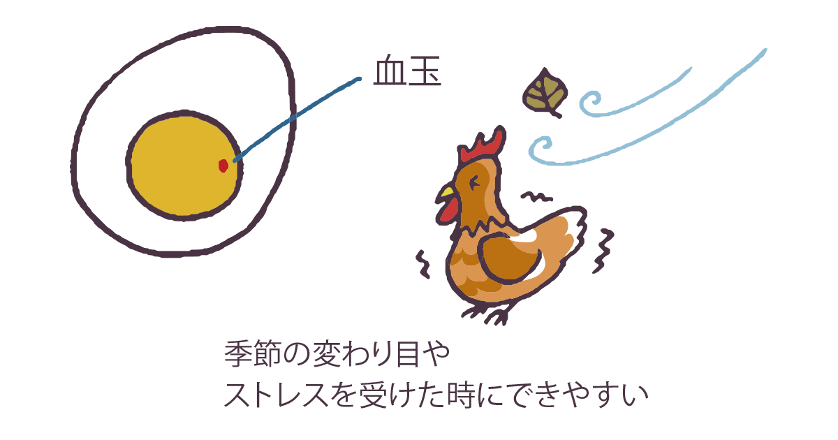 血が混じったたまごは食べても大丈夫？｜教えて！たまご先生