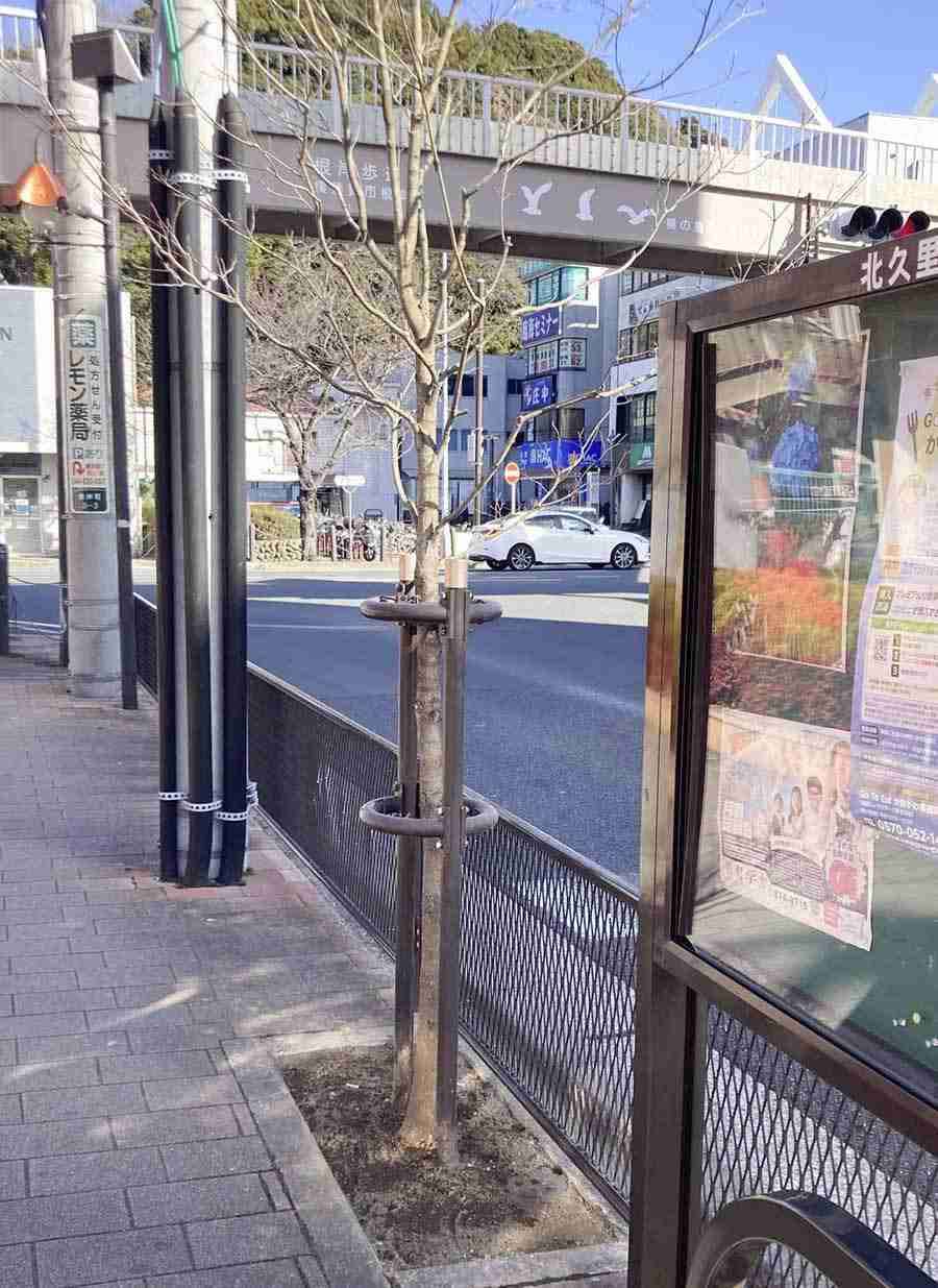 犬の尿影響? 街路樹相次ぎ枯れる