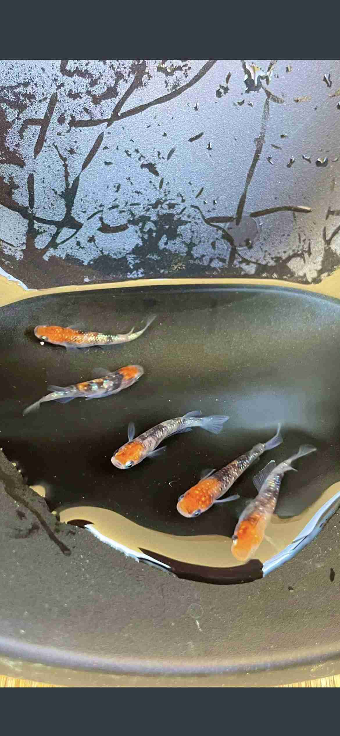 メダカ倶楽部　part9