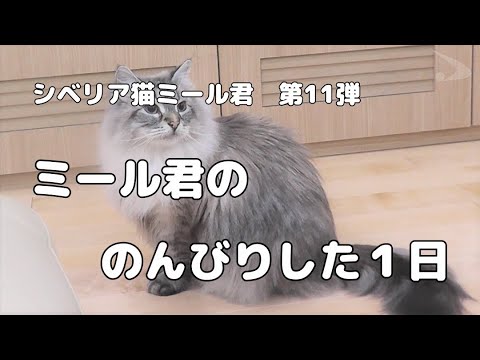 シベリア猫ミール君