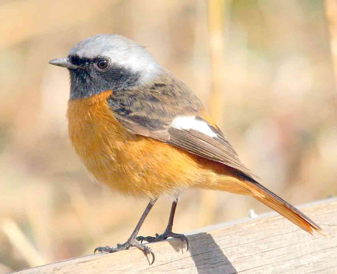 よくみかける野鳥
