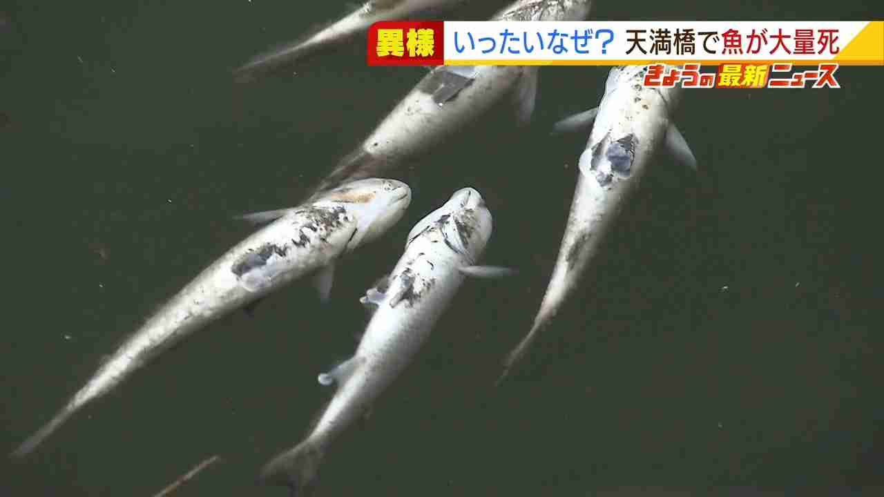 大阪市内の川で『魚が大量死』　府の水質調査で異常は無し…原因不明で回収して調査（MBSニュース） - Yahoo!ニュース