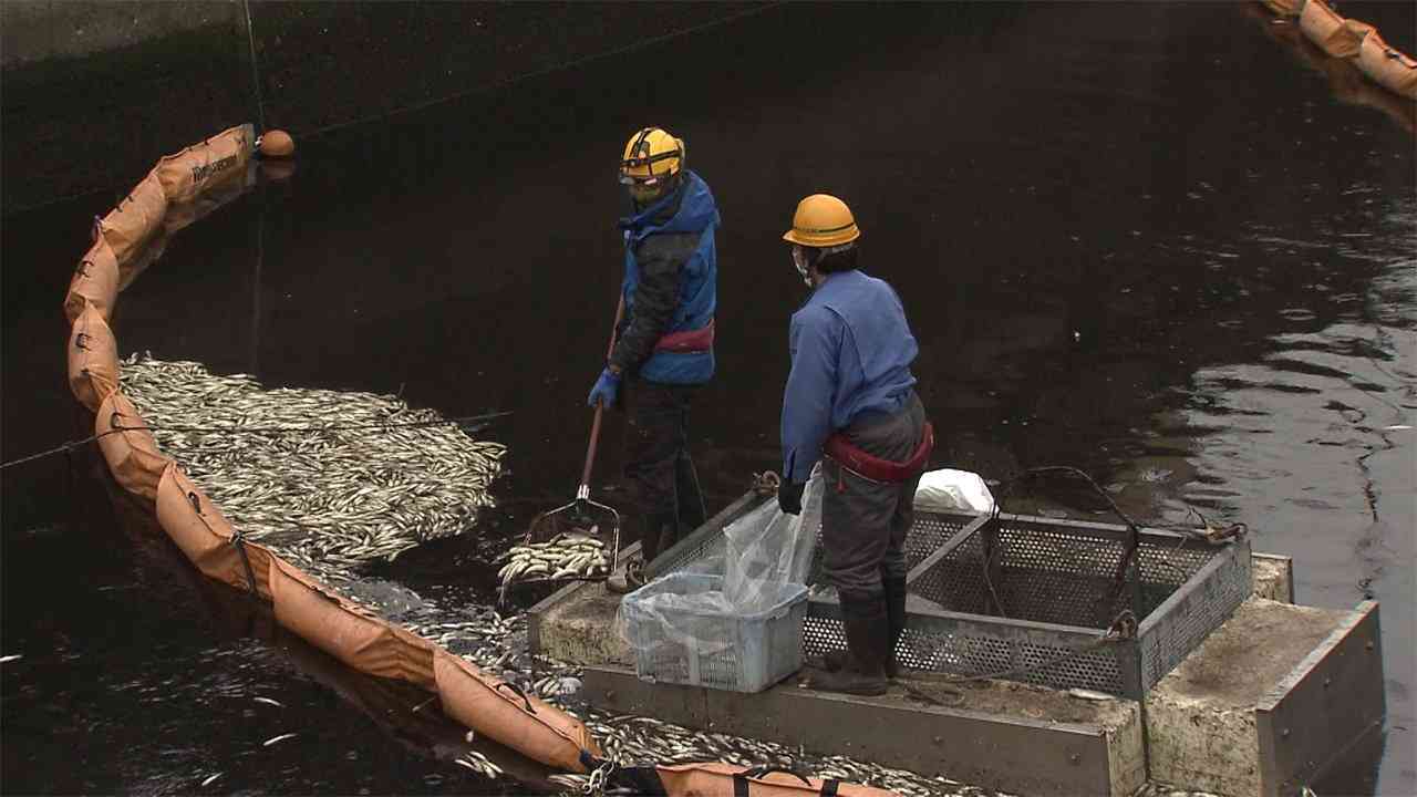 1000匹以上の魚浮かぶ...東京・大田区の川で何が?（フジテレビ系（FNN）） - Yahoo!ニュース