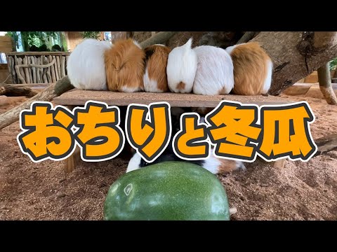 冬瓜に背を向けるおちり集団が可愛すぎるw【モルモット】Guinea pig eat gourd - YouTube