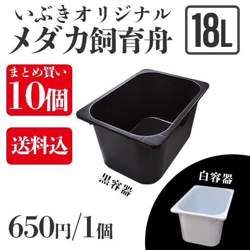 メダカ倶楽部　part9