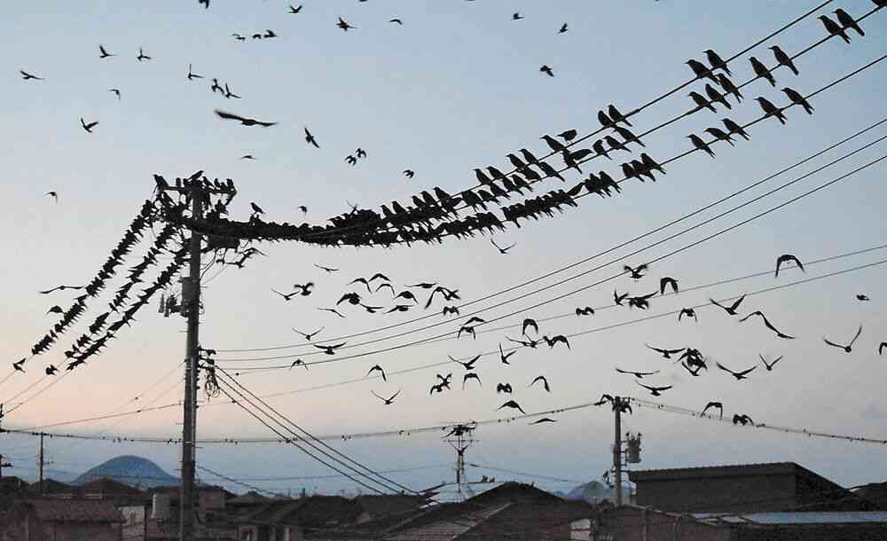 異常現象？ 仙台の沼にカラスの大群　その正体は…（河北新報） - Yahoo!ニュース