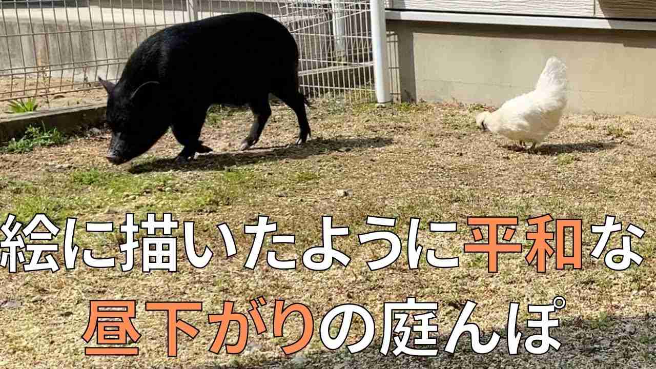 マイクロブタのとんかつと一緒にウコッケイのぼんじりの散歩を見守る【90日目】 - YouTube
