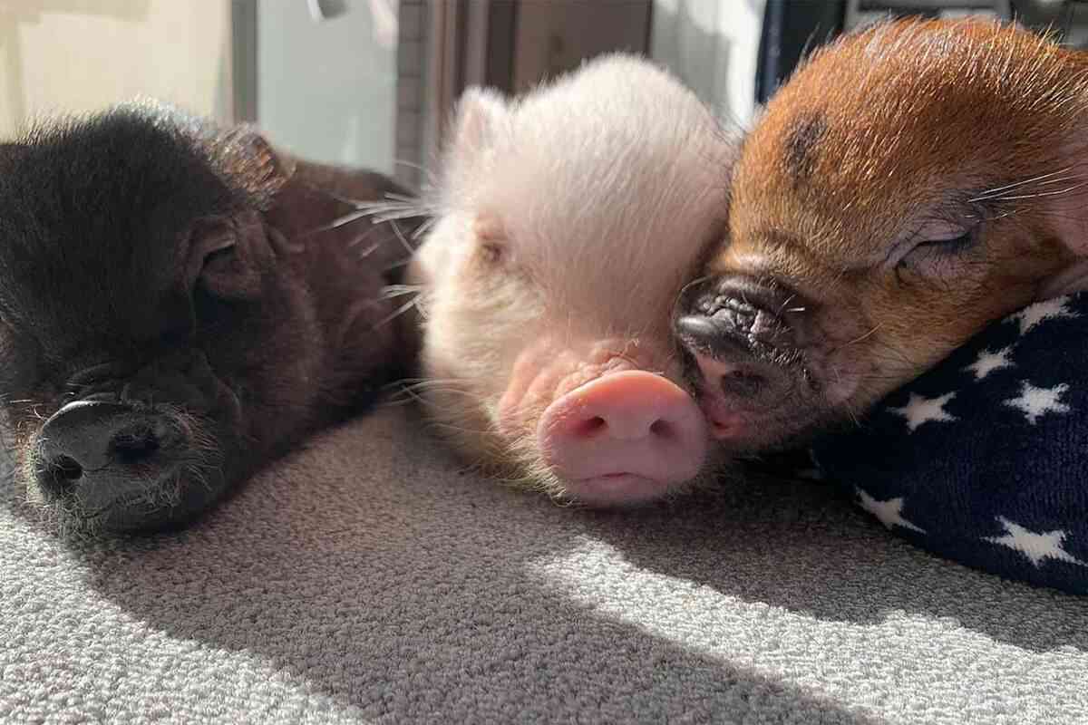 ペット界で人気急上昇！「マイクロブタ」にハマる人が続出、人気の秘密は犬猫をしのぐ“人懐っこさ” | ガールズちゃんねる - Girls ...