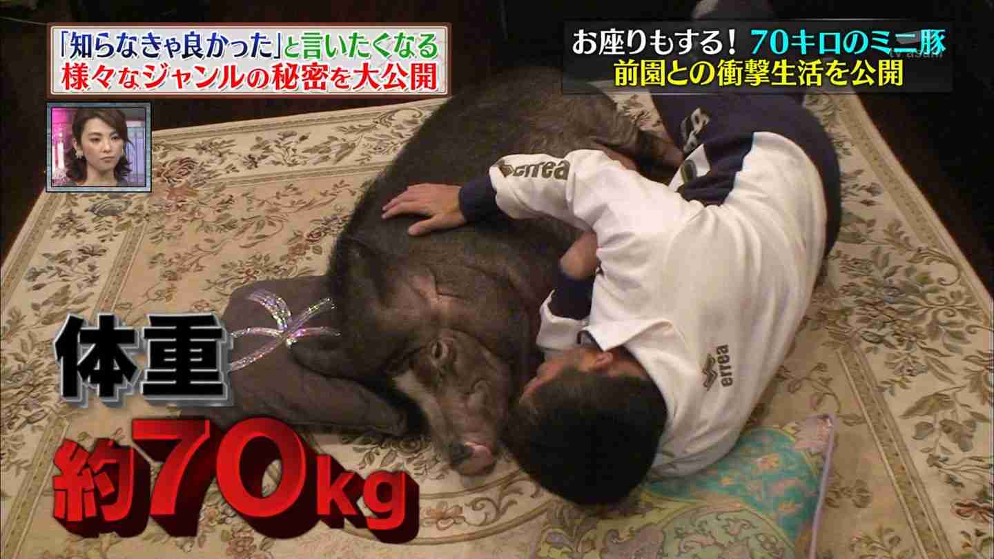 ペット界で人気急上昇！「マイクロブタ」にハマる人が続出、人気の秘密は犬猫をしのぐ“人懐っこさ”