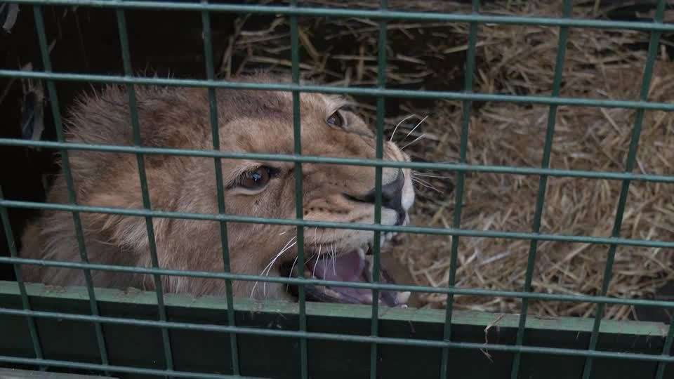ライオンを移送中にロシア軍と遭遇、「動物を殺す」と脅され職員がとった行動とは（ロイター） - Yahoo!ニュース