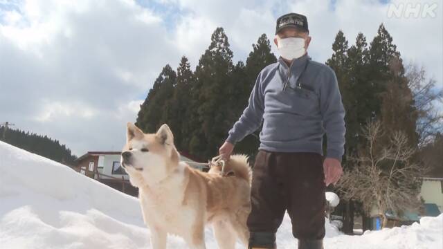 プーチン大統領に贈られた秋田犬を育てた男性「情けない」 | NHK | ウクライナ情勢