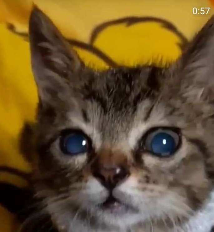 ★10/20容疑者逮捕★これは動物虐待ではないの？ | にゃんランド