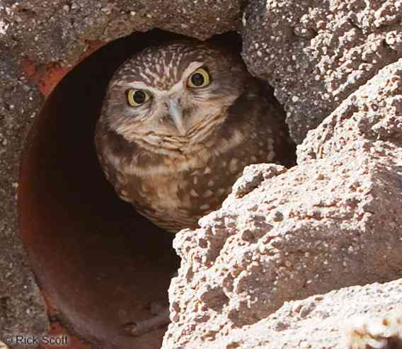 久しぶりにフクロウの画像見たい。