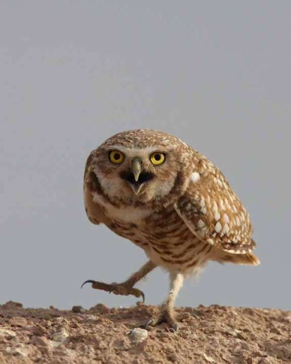 久しぶりにフクロウの画像見たい。