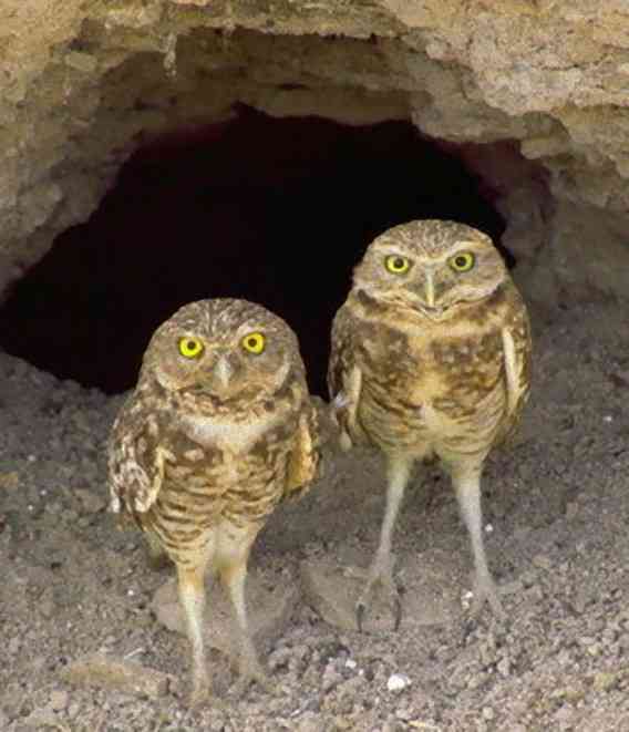 久しぶりにフクロウの画像見たい。