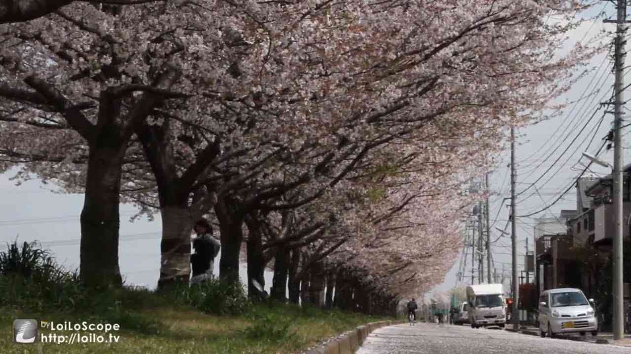 松たか子「桜の雨、いつか」